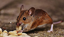 24 Hour & Emergency Exterminators in Garden City, PA